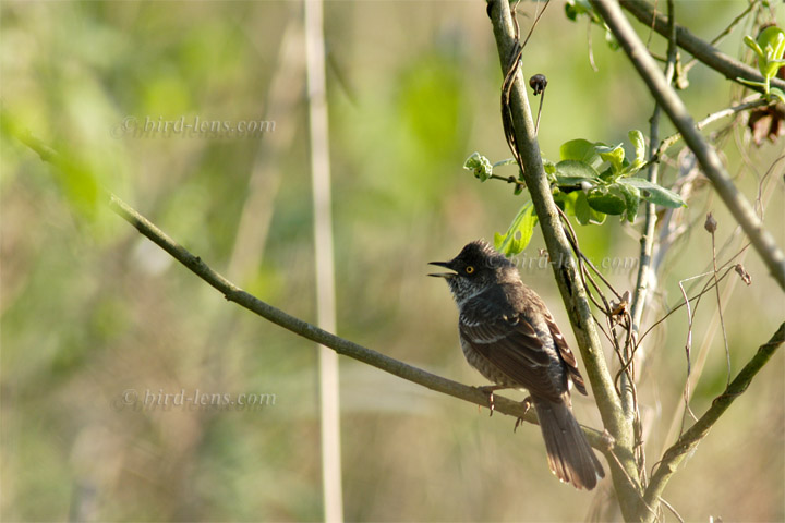 Barred Warbler Barred Warbler
