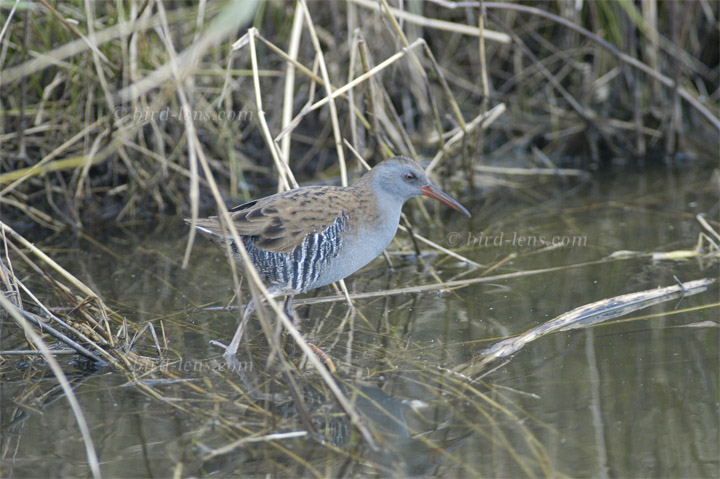 Wasserralle Wasserralle