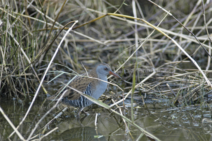 Wasserralle Wasserralle