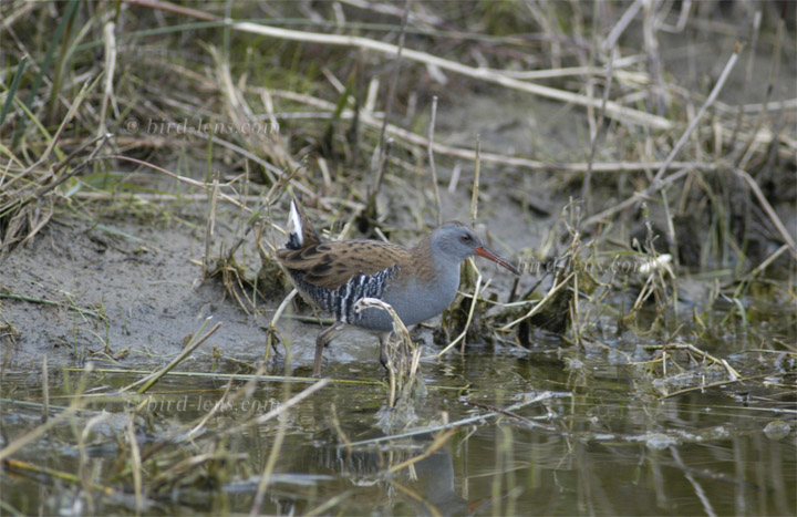 Wasserralle Wasserralle