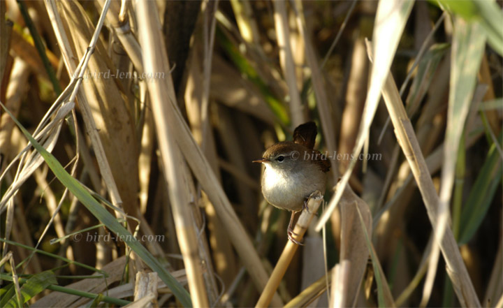 Seidensänger Seidensänger
