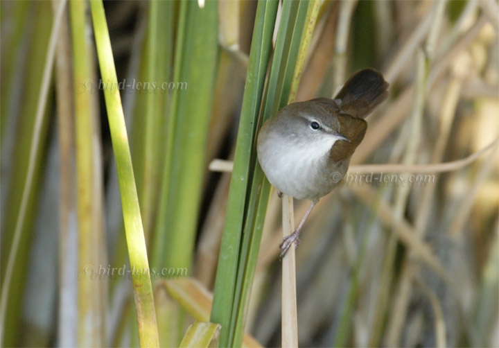 Seidensänger Seidensänger