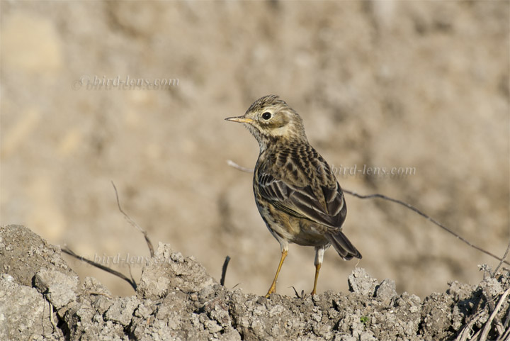 Wiesenpieper Wiesenpieper