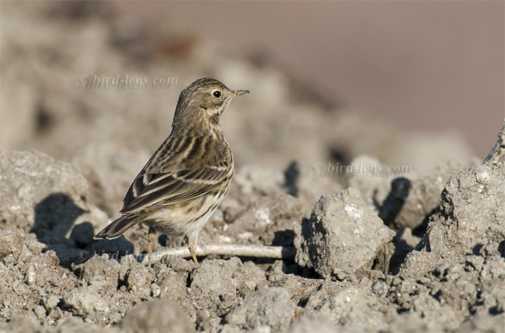 Wiesenpieper Wiesenpieper