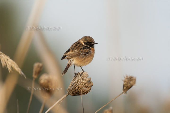 Schwarzkehlchen (europ.) Schwarzkehlchen (europ.)