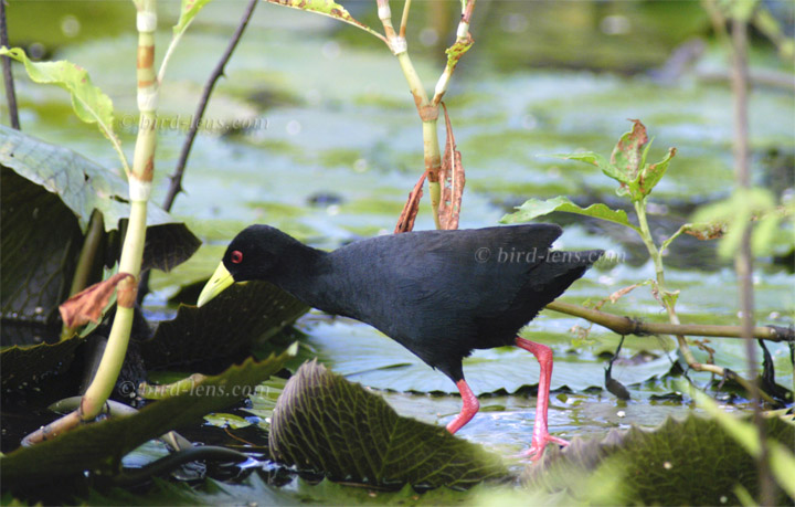 Mohrensumpfhuhn Mohrensumpfhuhn