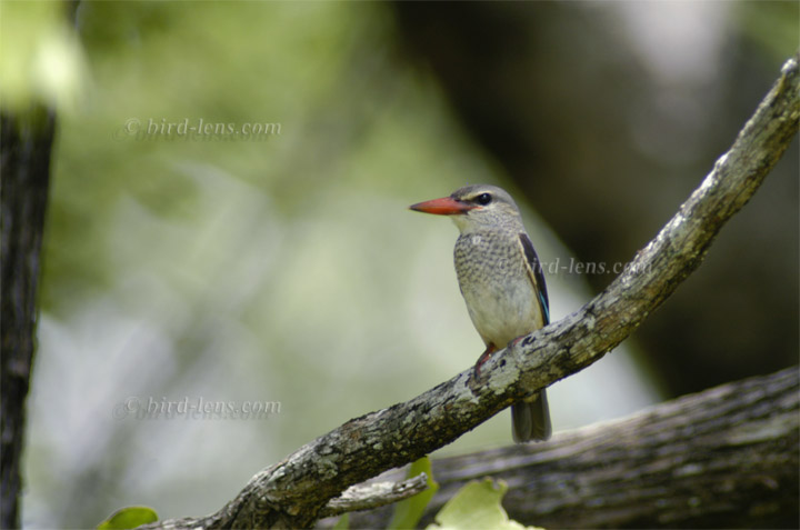 Graukopfliest Graukopfliest