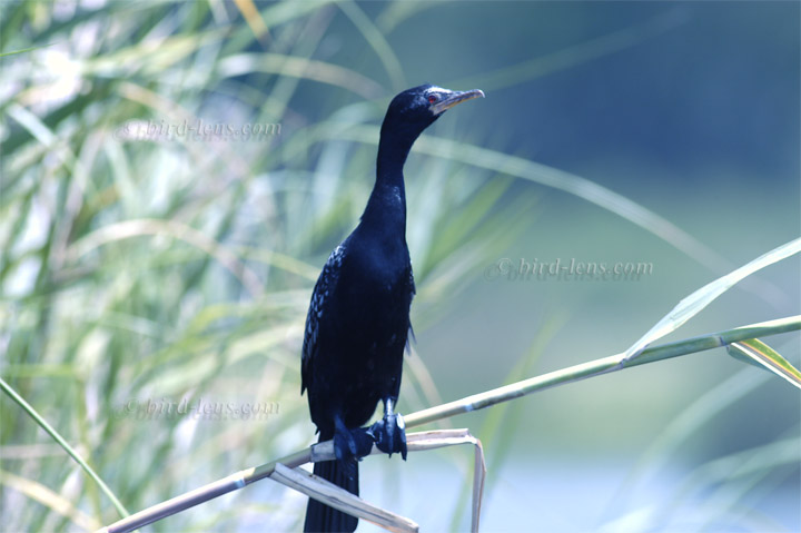 Riedscharbe Riedscharbe