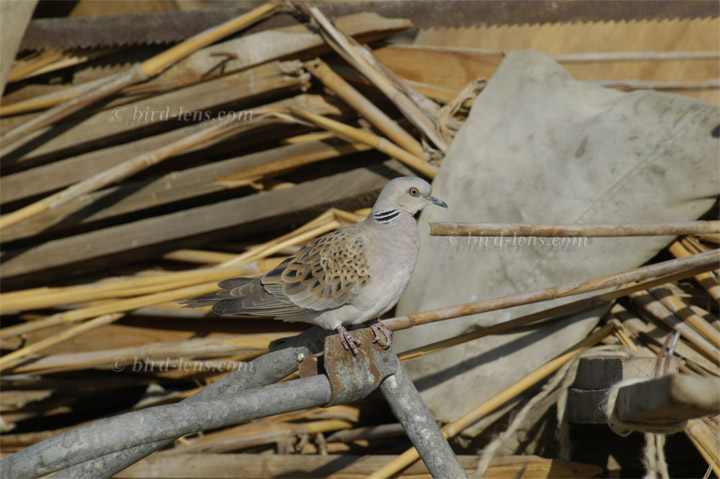 Turteltaube Turteltaube