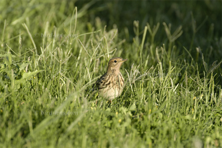 Rotkehlpieper Rotkehlpieper