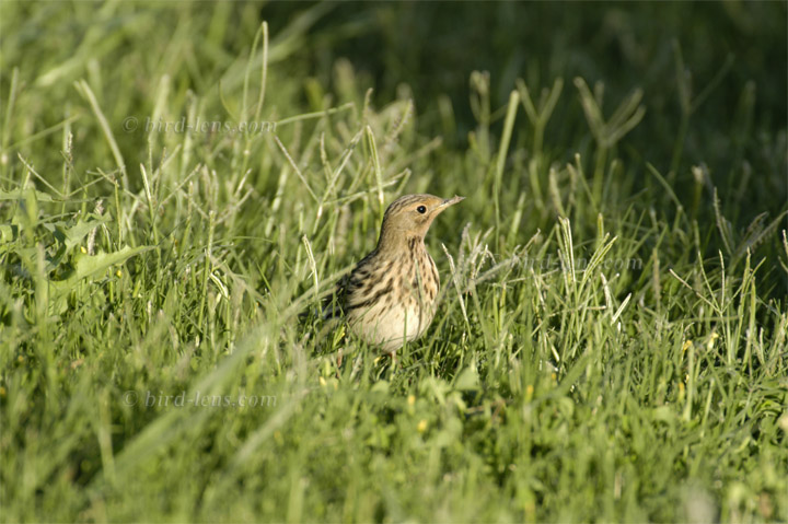 Rotkehlpieper Rotkehlpieper