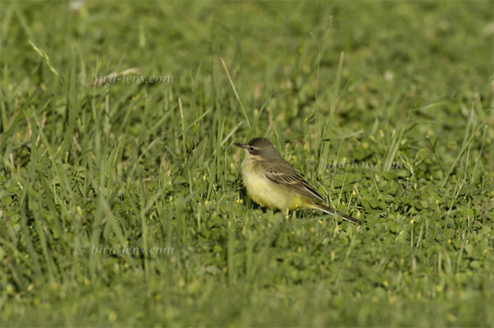 Maskenschafstelze Maskenschafstelze
