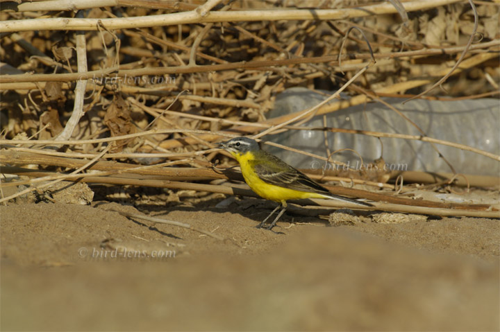 Blue-headed Wagtail Blue-headed Wagtail