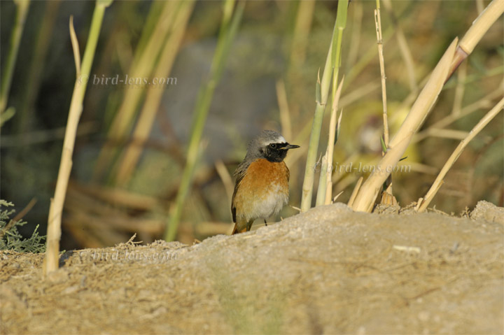 Common Redstart