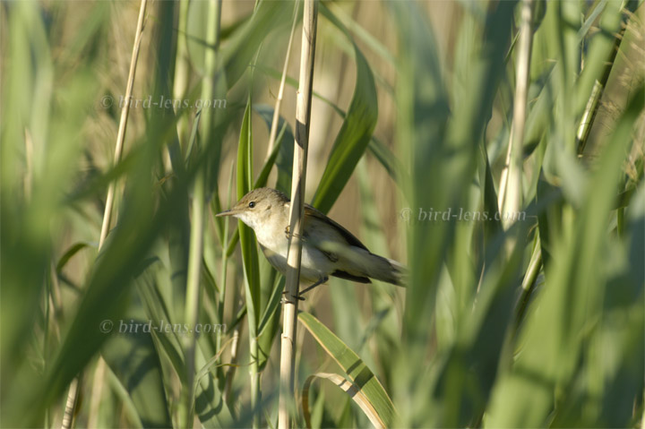 Teichrohrsänger Teichrohrsänger