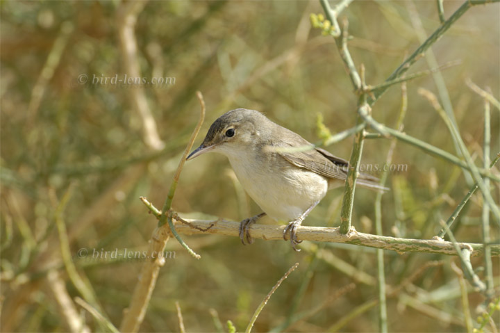 Teichrohrsänger Teichrohrsänger