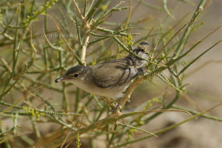 Teichrohrsänger Teichrohrsänger