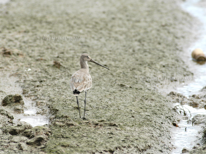 Black-tailed Godwit