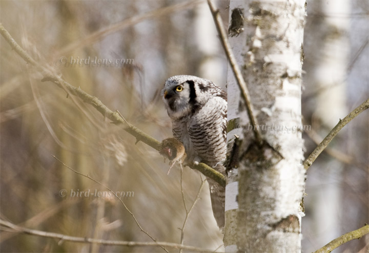 Sperbereule Sperbereule