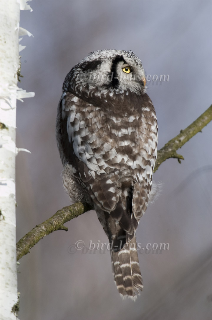 Sperbereule Sperbereule