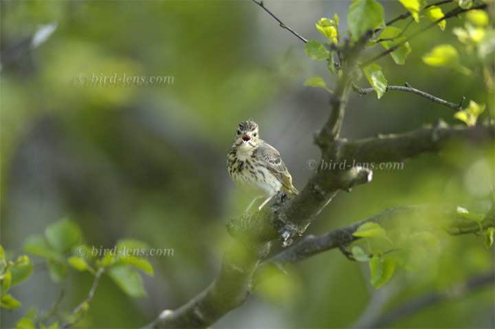 Baumpieper Baumpieper