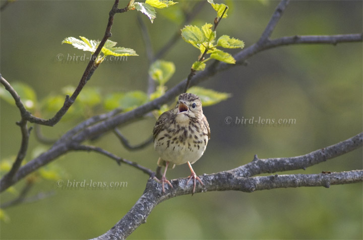 Baumpieper Baumpieper