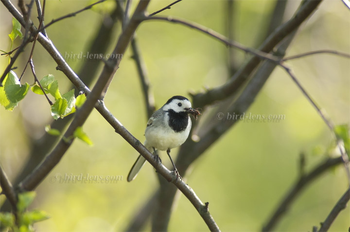 Bachstelze Bachstelze