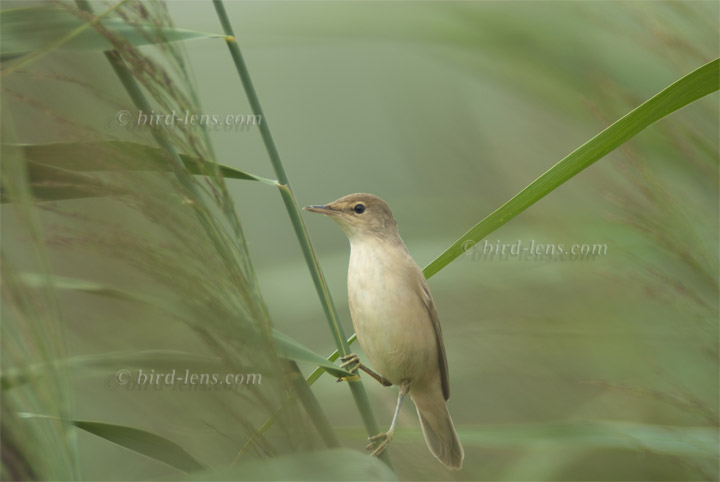 Marsh Warbler