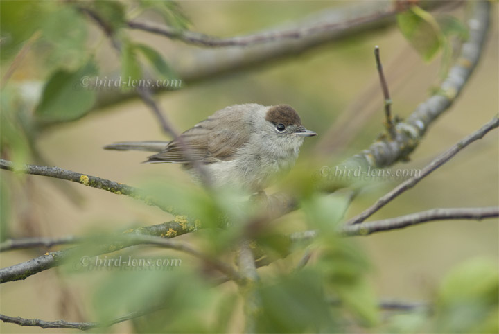 Mönchsgrasmücke Mönchsgrasmücke