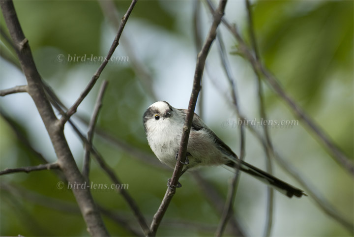 Schwanzmeise Schwanzmeise