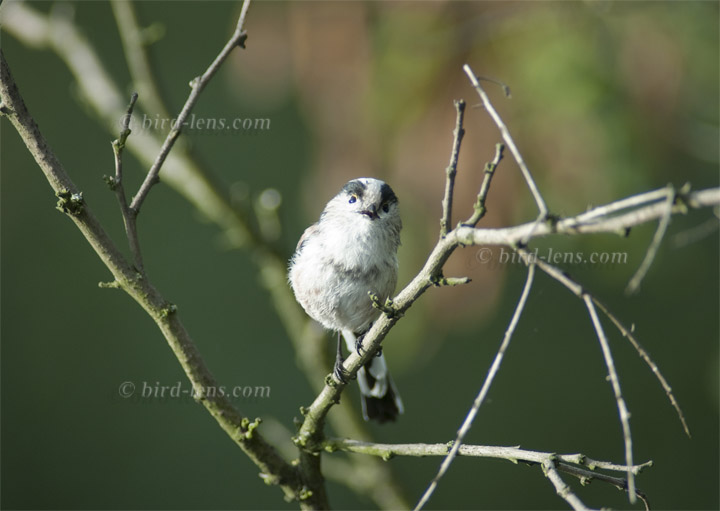 Schwanzmeise Schwanzmeise