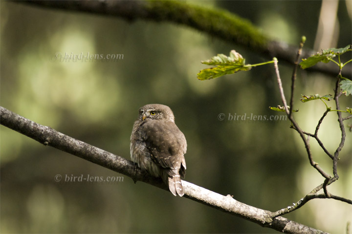 Sperlingskauz Sperlingskauz
