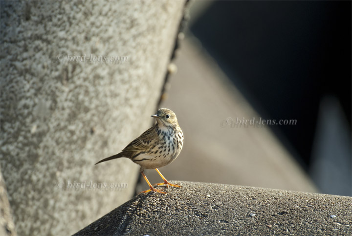 Wiesenpieper Wiesenpieper