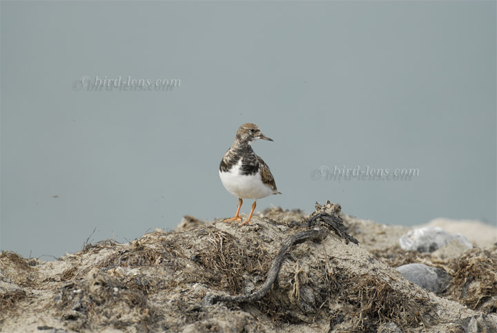 Steinwälzer Steinwälzer