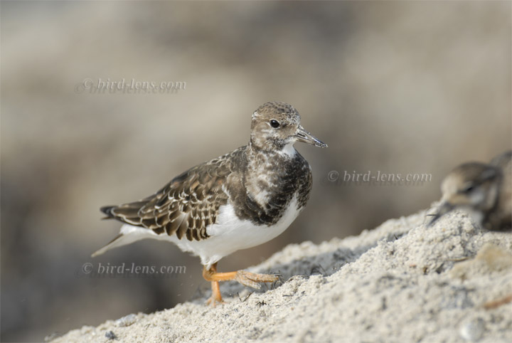 Steinwälzer Steinwälzer