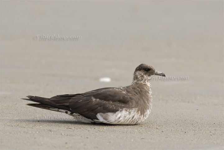 Schmarotzerraubmöwe