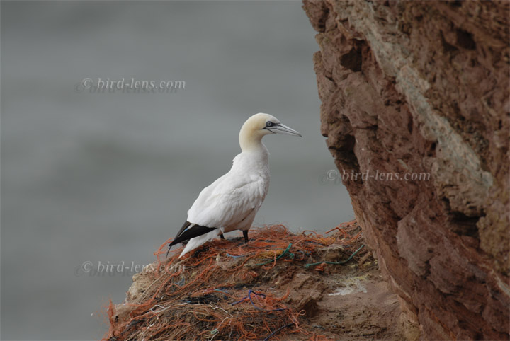 Basstölpel Basstölpel
