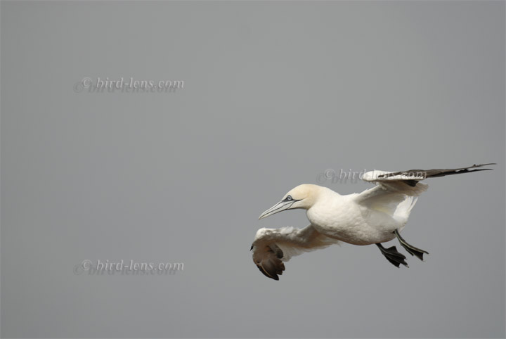 Basstölpel Basstölpel