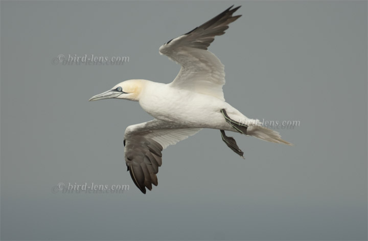 Basstölpel Basstölpel