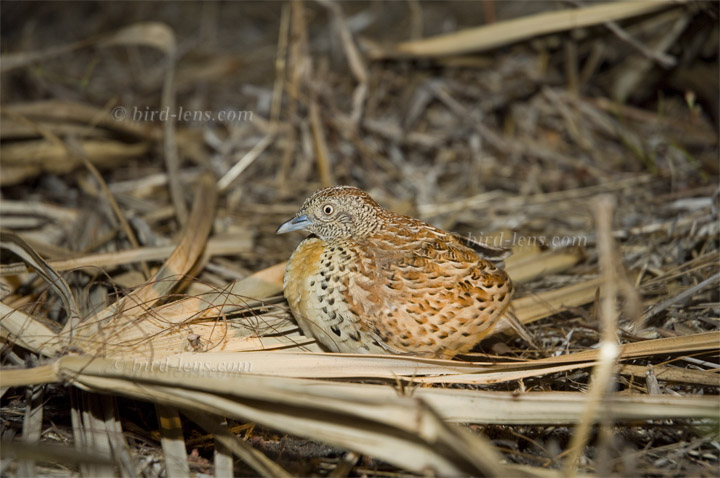 Laufhühnchen Laufhühnchen