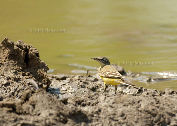 Schafstelze Schafstelze