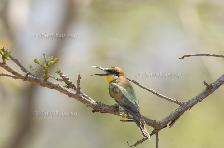 Bienenfresser (europ.) Bienenfresser (europ.)
