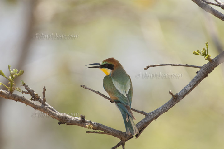 Bienenfresser (europ.) Bienenfresser (europ.)