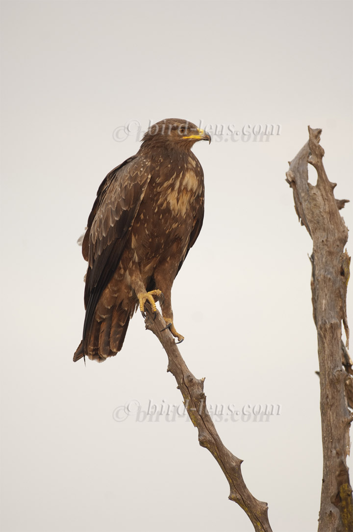 Schreiadler Schreiadler