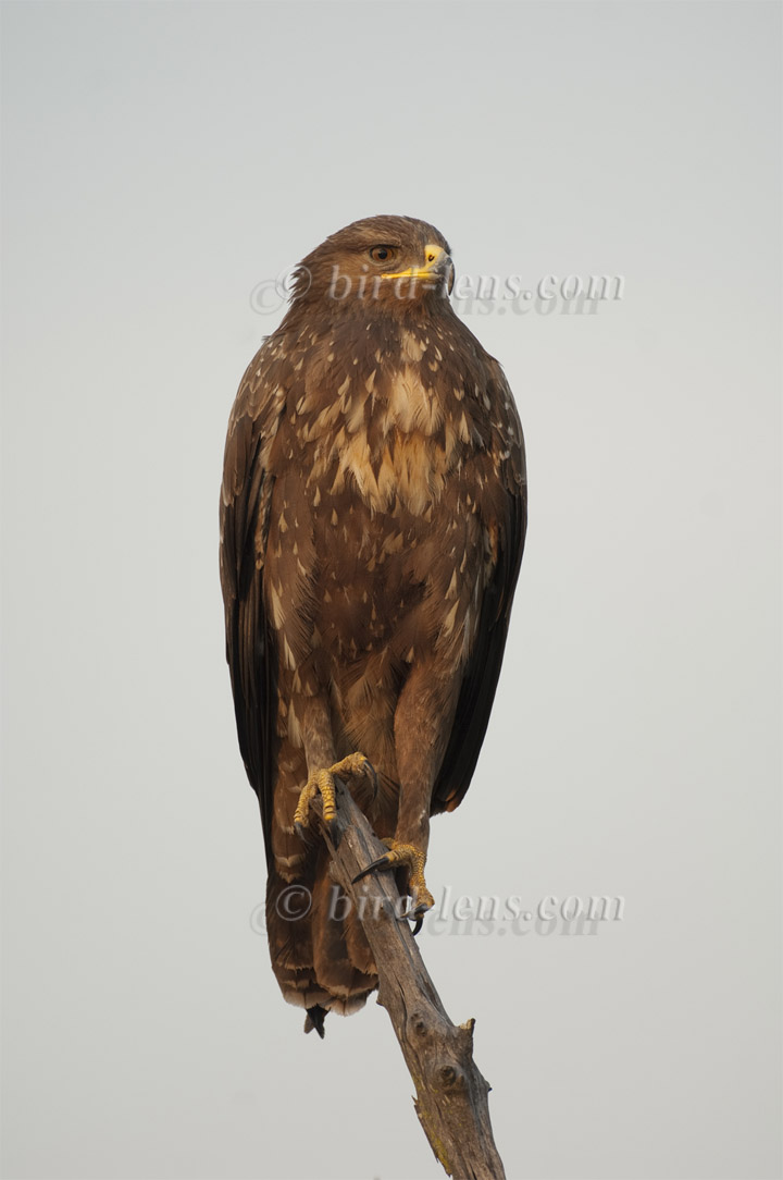 Schreiadler Schreiadler