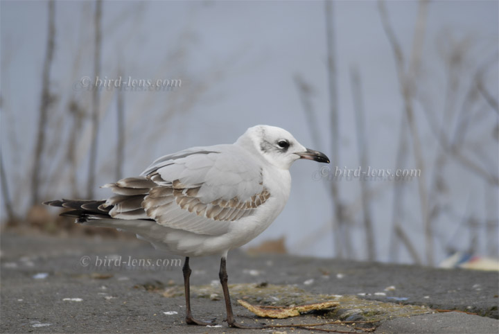 Schwarzkopfmöwe Schwarzkopfmöwe