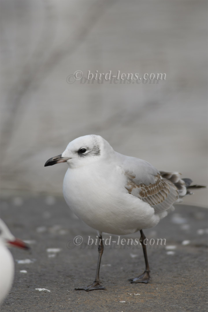 Schwarzkopfmöwe Schwarzkopfmöwe