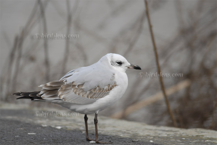 Schwarzkopfmöwe Schwarzkopfmöwe