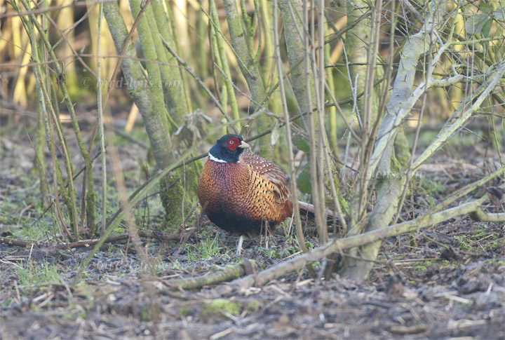 Common Pheasant