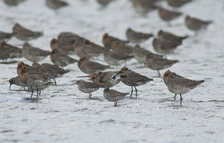 Pfuhlschnepfe Pfuhlschnepfe